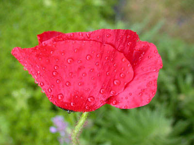 klatschmohn13