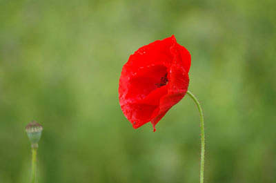 klatschmohn15