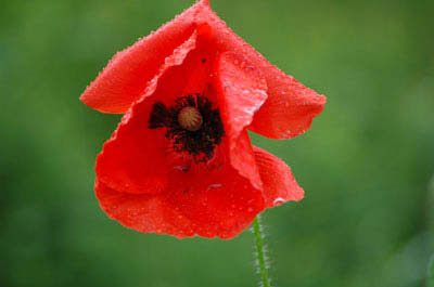 klatschmohn17