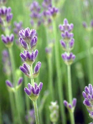 lavendel21