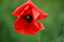 klatschmohn_bluetenzauber  claus marius petersen17